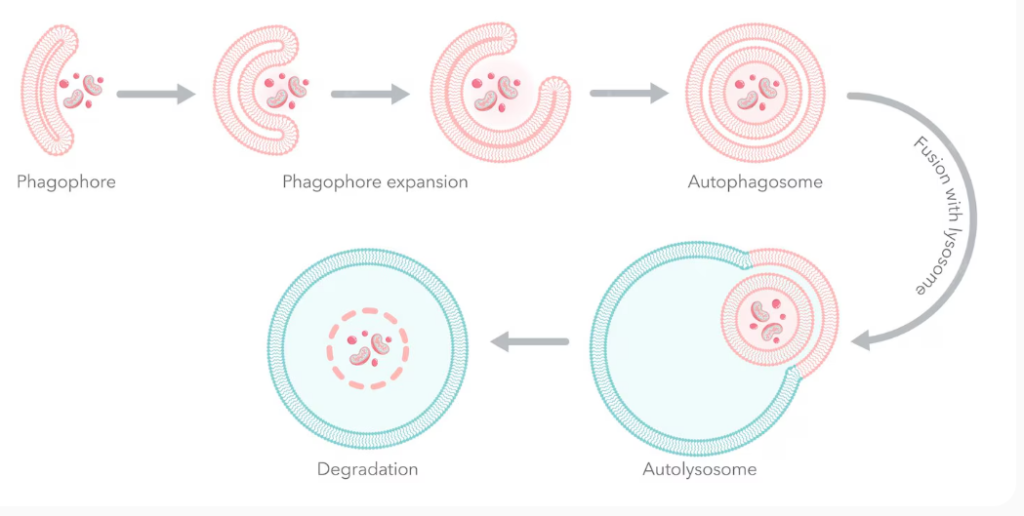 autophagy neuromuscular disorders